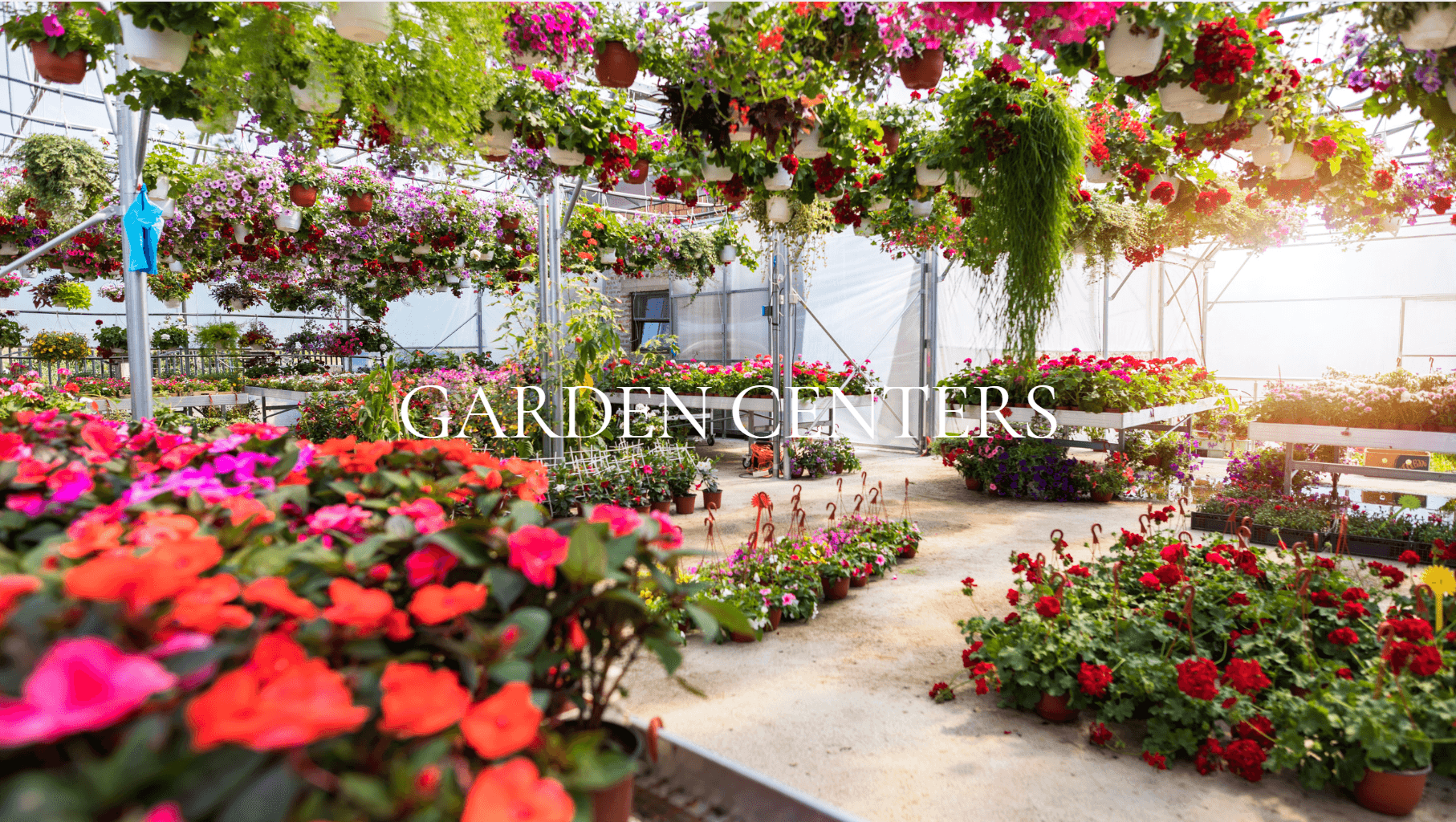 A garden center greenhouse filled with plants